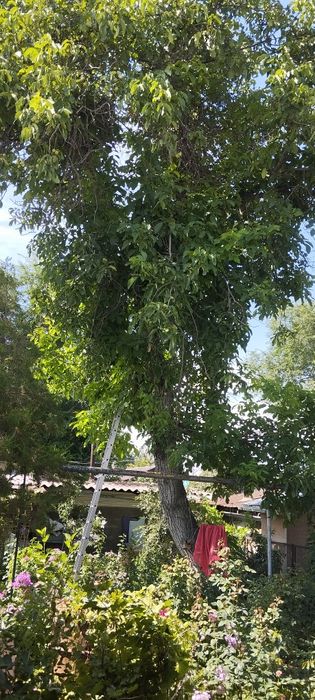 Продам орех 37лет