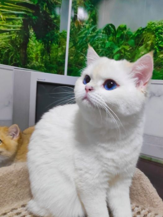 Золотая шиншилла