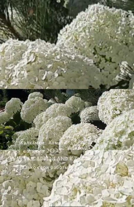 Гортензия оптом и розница саженцы Стронг Аннабель