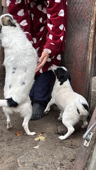 Маленькая добрая собачка ищет семью