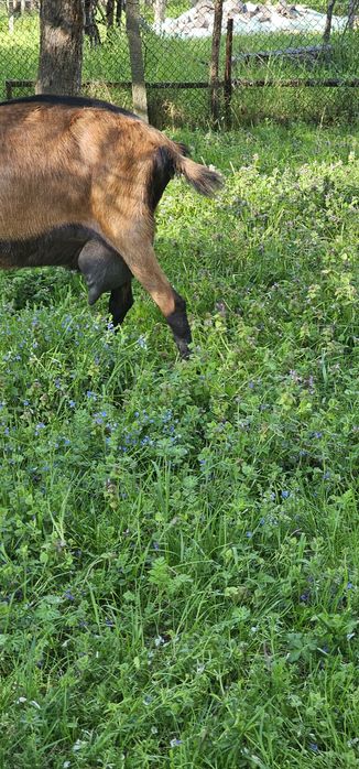 Vand 2 țapi Alpini Francezi