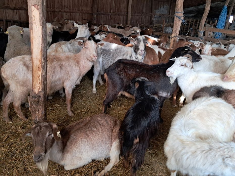 Se vand   70 Capre , 12 Edute .