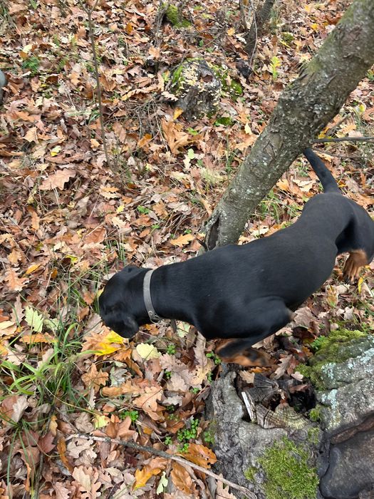 Продавам две ловни гончета