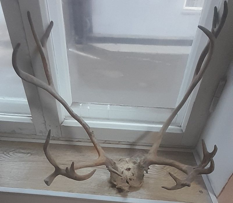 Продам Рога Оленя