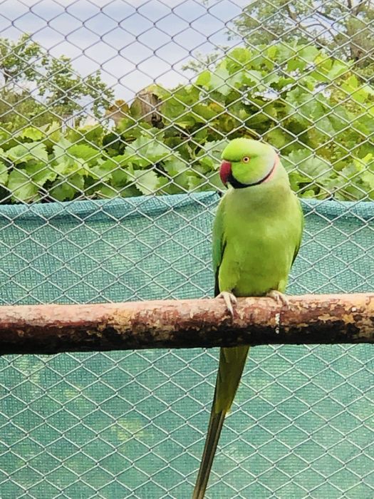 Papagali micul alexandru masculi alexander