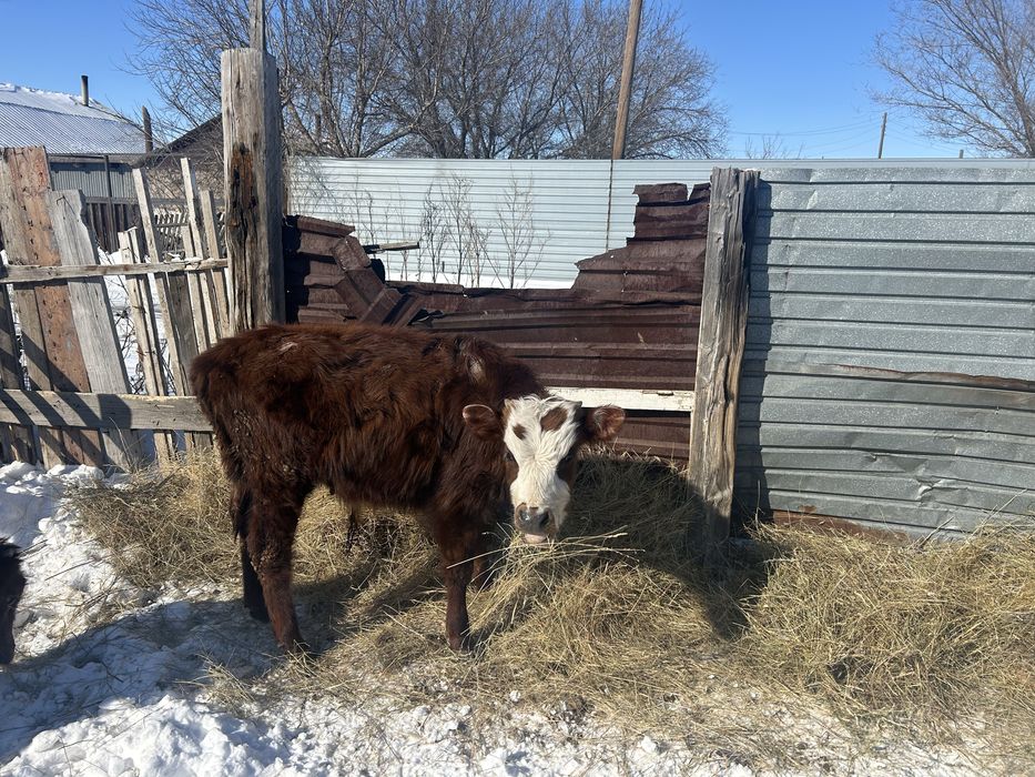 Бұқалар сатылады.