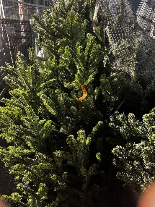 Пихта нордмана доставка