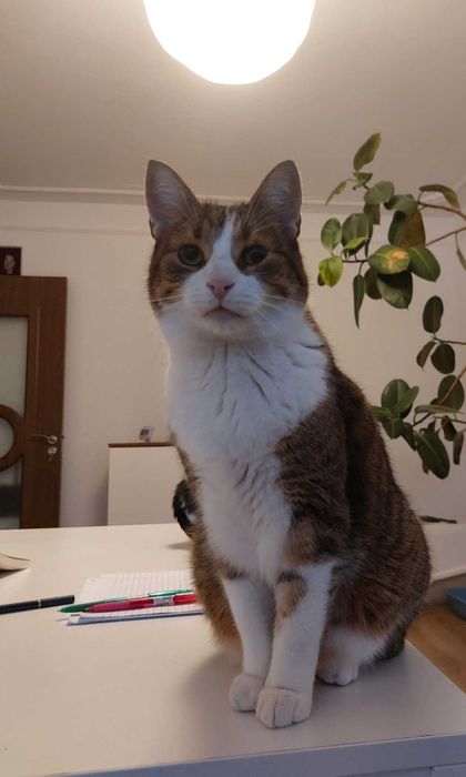 Donație pisică (motan) adult (5-6 ani)