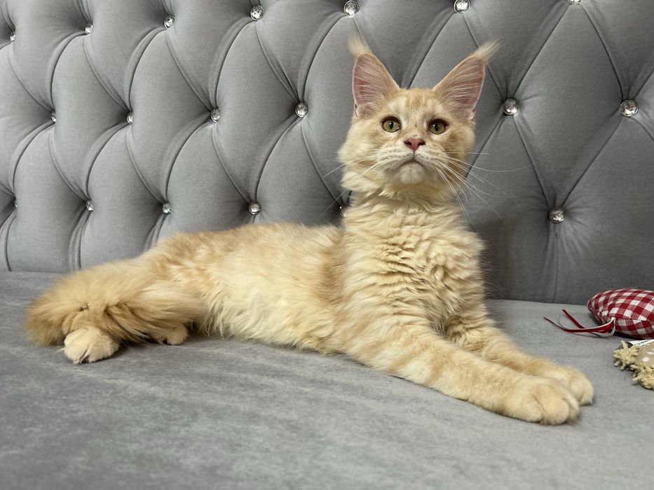 Femela maine coon felisa autorizata