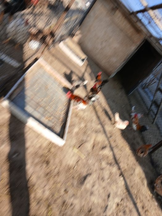 Карликовые куры бентамка