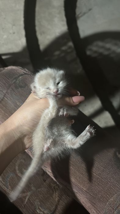 очень милый и пушистый котёнок. Ласковый, спокойный