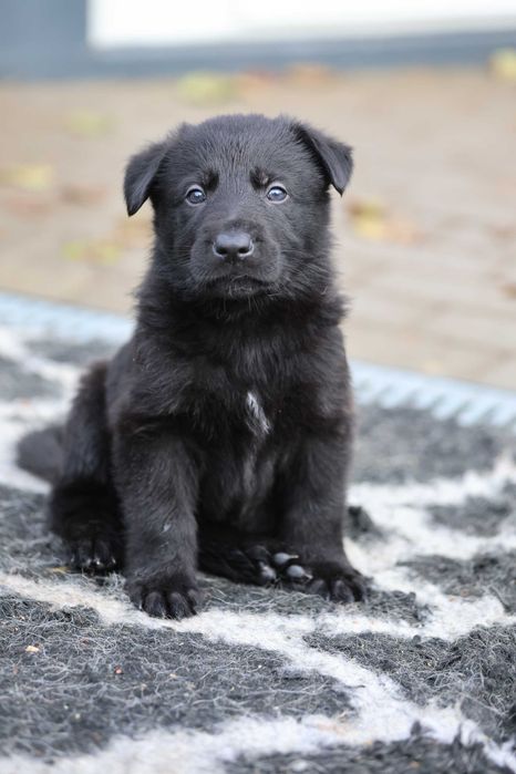 Ciobanesc German Alsacian spate drept cu Pedigree canisa autorizata