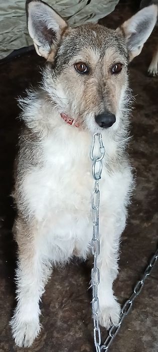 Метиска Терьер ищет любящих Родителей