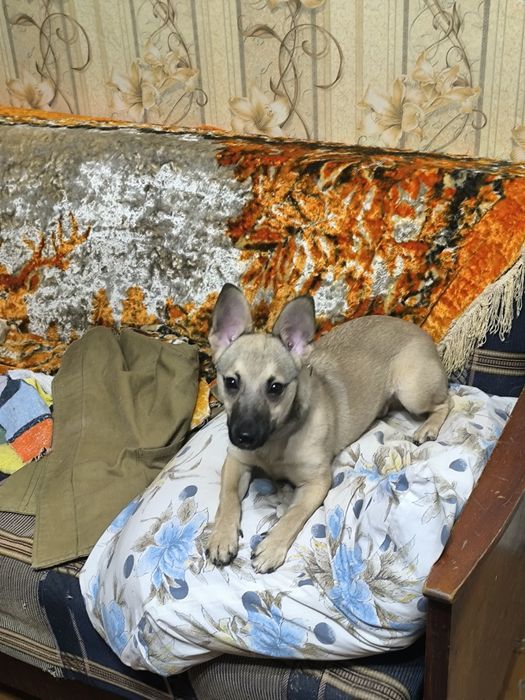 Щенок 6 месяцов ,