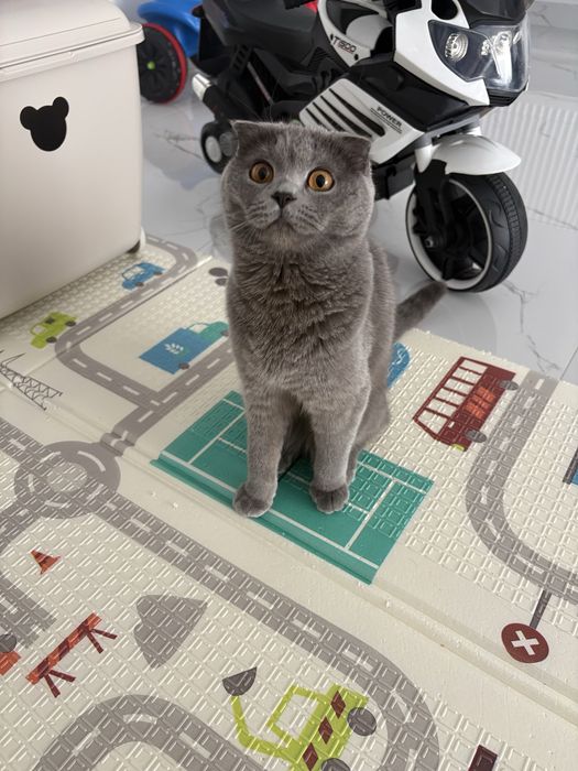 British shorthair blue