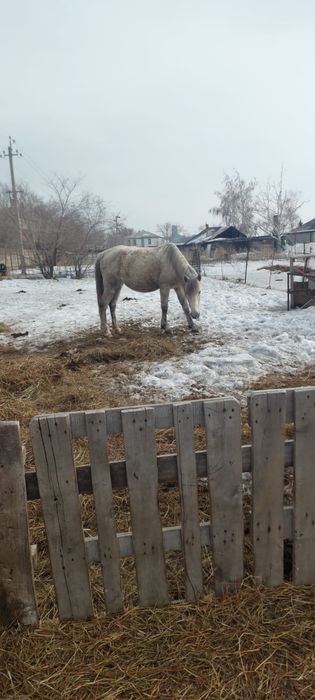 Продам кобылу жеребую