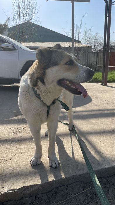 Продаю алабай самка