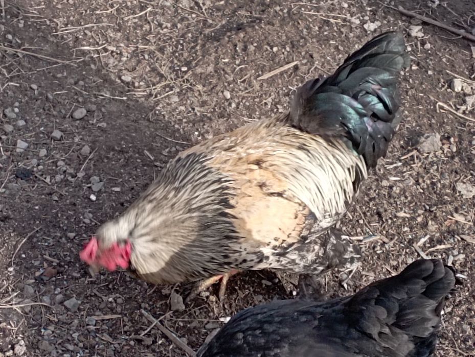 Продам петуха маладой