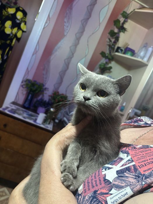Британская кошка ищет дом