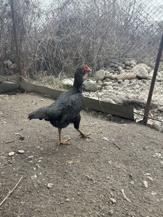 Даканка китаянка