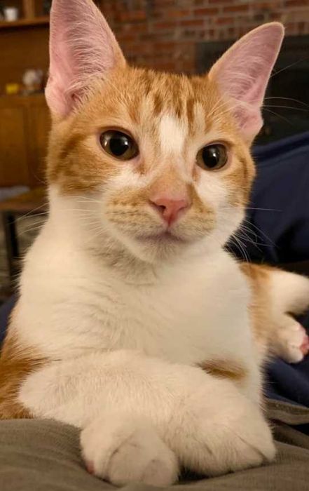 Солнечный Котик 4месяца.