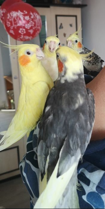 Nimfe pui și adulte