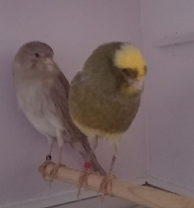 Продам  канареек породы Йоркшир