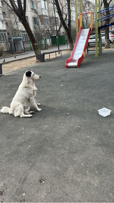 Пристраивается собачка