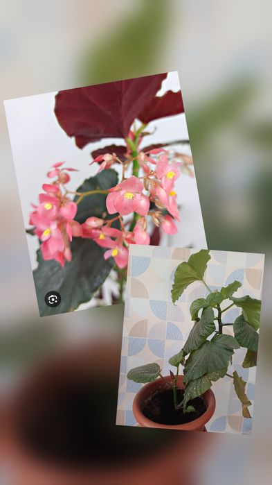 Комнатные цветы продам