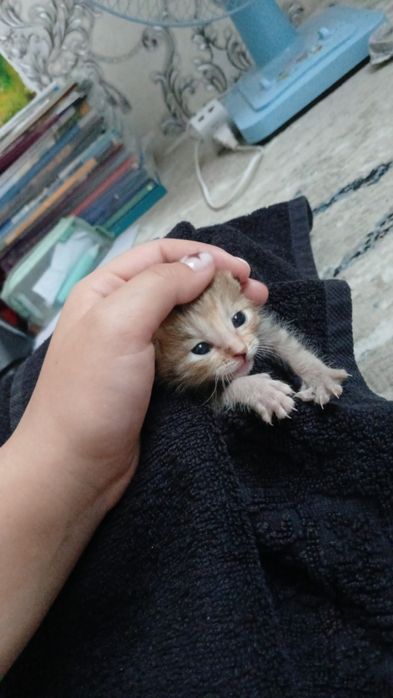 Ищем хозяина:маленький котёнок