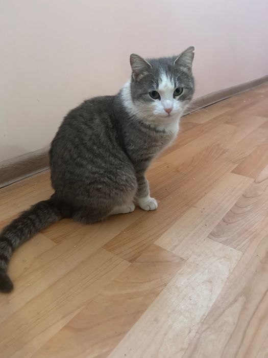 Кошка стерильная в добрые руки