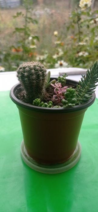 Цветя за офиса, стайни растения, саксии с аранжировки