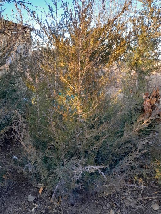 Продам маживельники