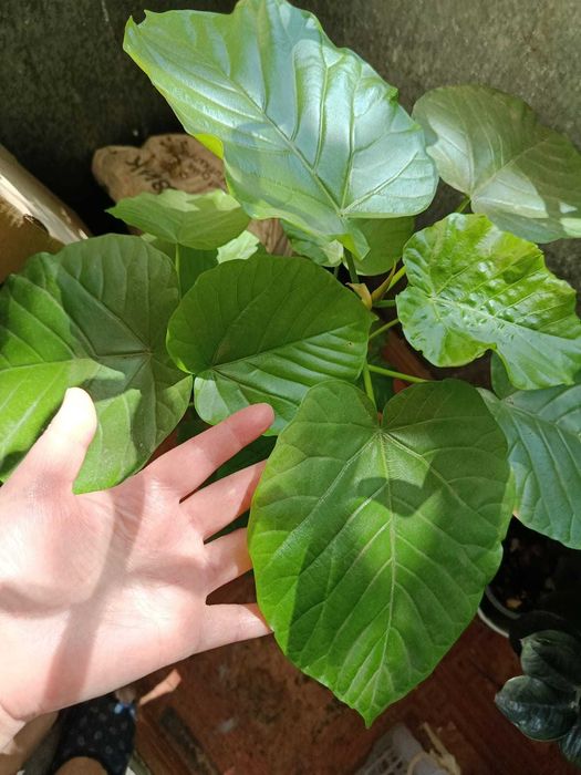 Фикус Умбелата (Ficus umbellata), Ficus triangularis Coconut Cream