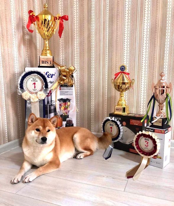 Продаются высоко породные щенки Сиба Ину.