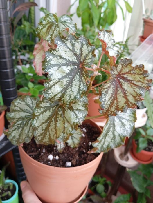 Продам цветы комнатные