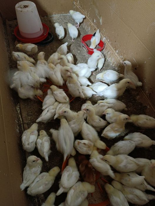 Жужала 20 кунлик ва 40кунлик. 35000сумдан