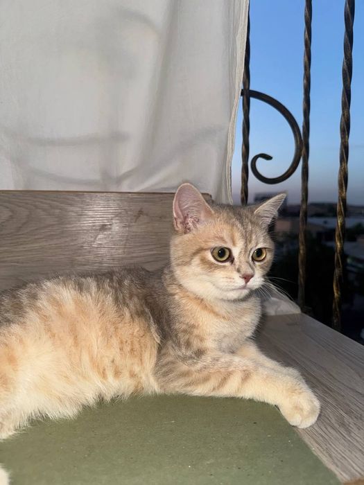 Британская шиншила