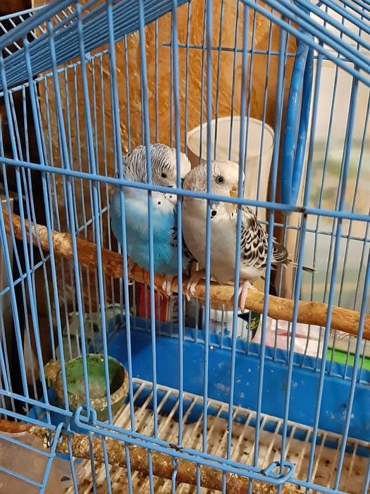 Волнистые попугаи