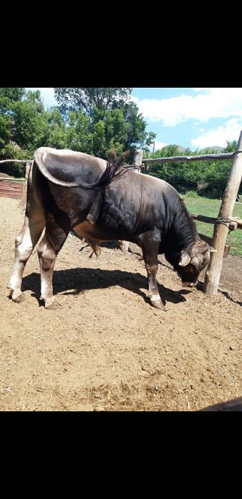 Продам бычка чистопородного швиц