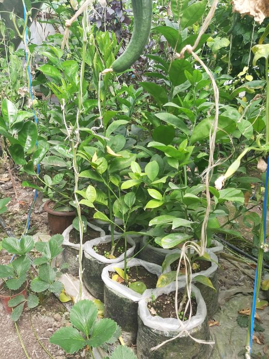 Limon, Mandarin, mandarin