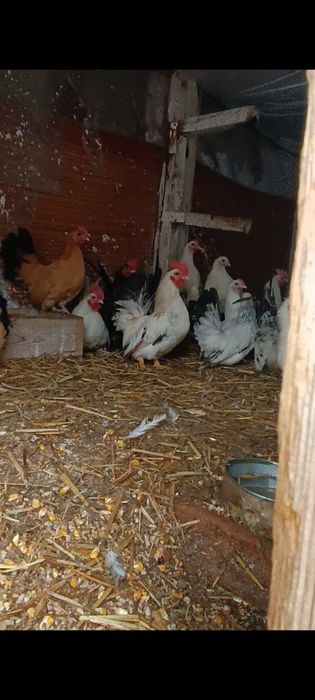 Cocoșei chabo de prăsilă