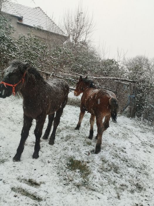 De vânzare mânz murg și mânză neagră
