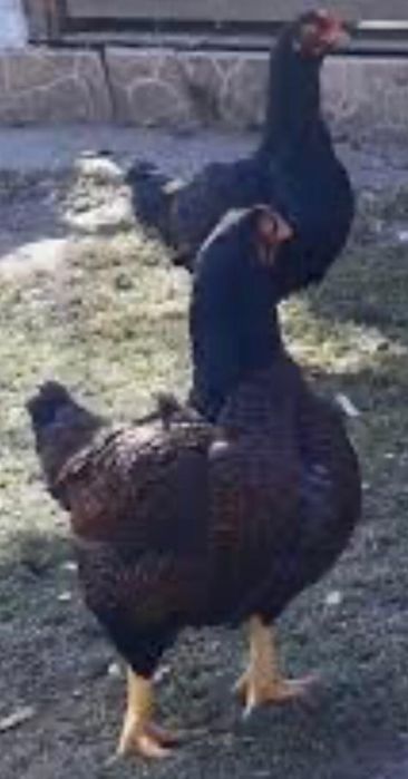 Familie gaini Wiandote  Brahma asa mare 2024 3+1 si oua