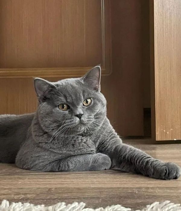 Британские котята, 1.5 мес  девочки