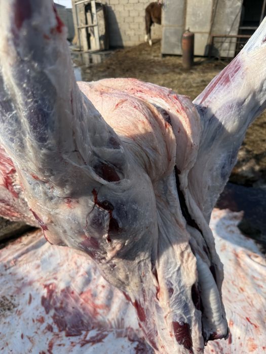 кашар 3500 тг кг