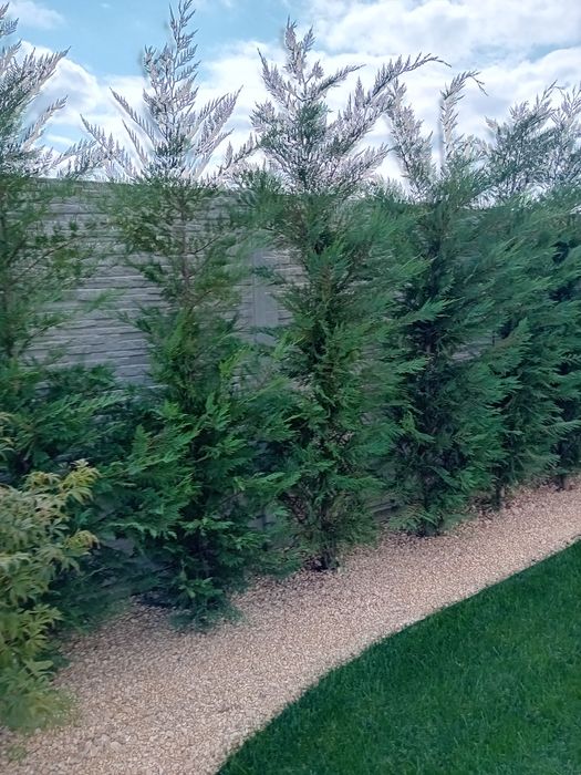 Gard viu din chiparos cupresus leylandi