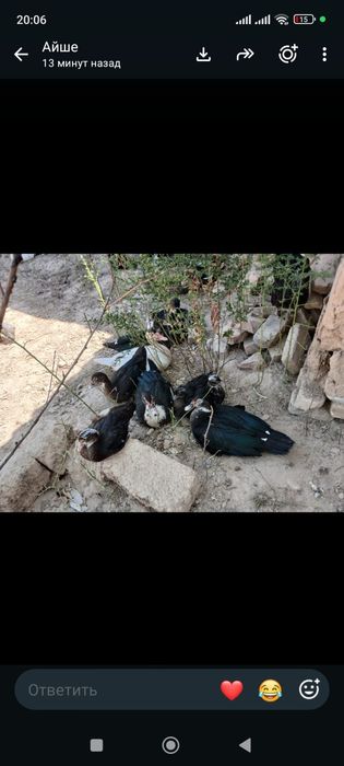 Продам индюков на продажу домашние
