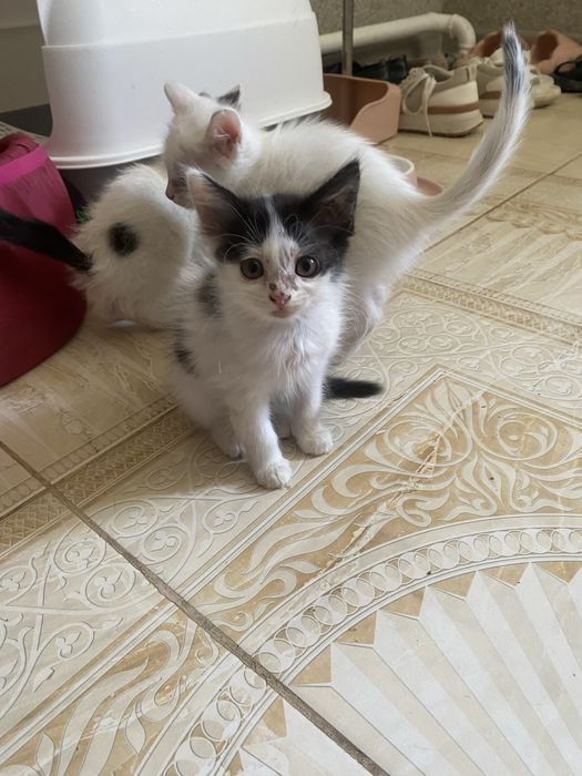 Отдам даром в добрые руки котят