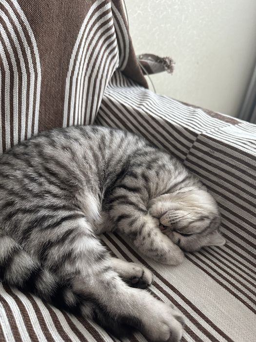Нужен котик для вязки